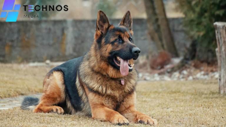 Responsible Breeding of German Shepherds: An In-Depth Guide for Ethical Breeders | Authored by Technos Media | February 2025